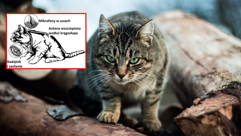Projekt "Acoustic Kitty" okazał się porażką
