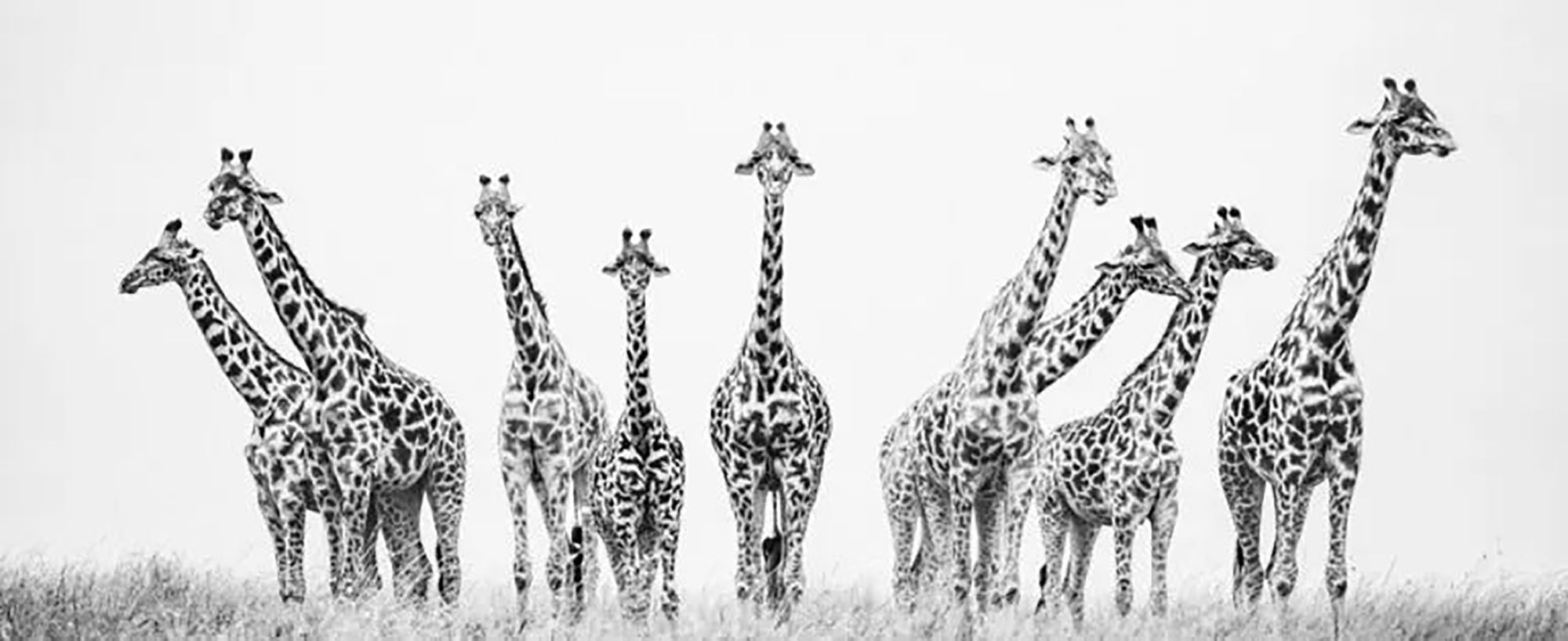 Fauna i flora

