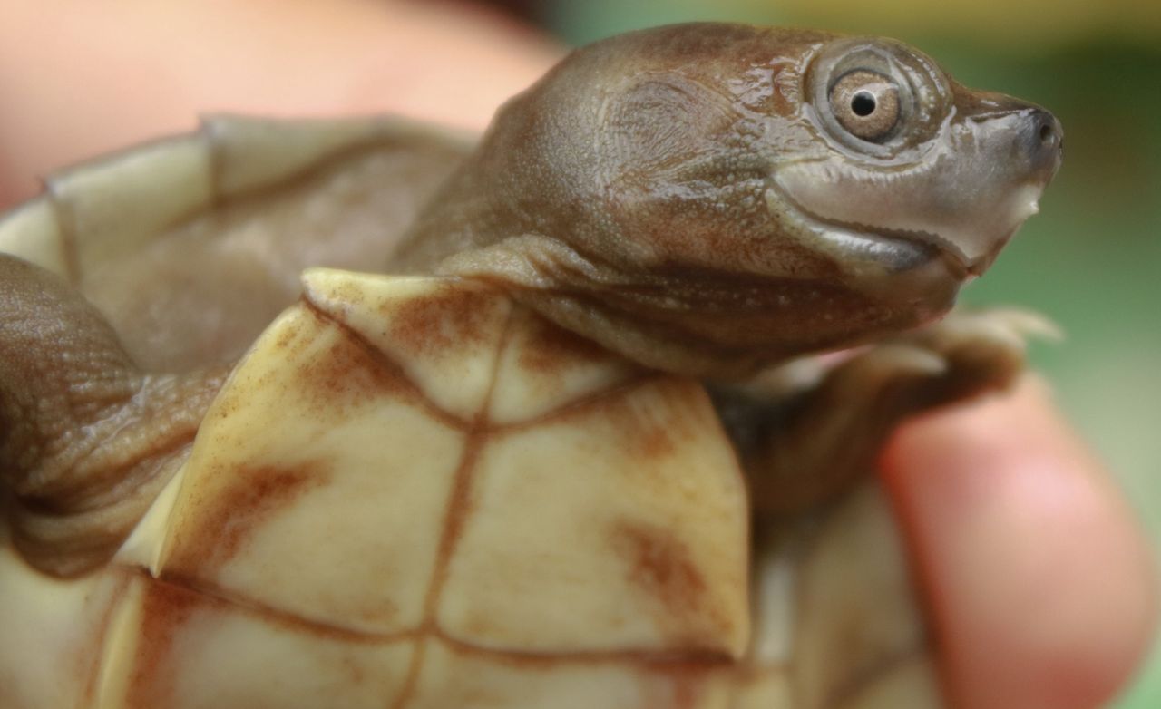 Żółw dachowy z Birmy. (Źródło: Wildlife Conservation Society, Autor: Myo Min Win)