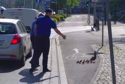 Wrocław. Kacza rodzina zablokowała tramwaj. Motorniczy elegancko przeprowadzili stadko