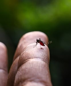 Agresywne komary 1000 km od granicy z Polską. Przenoszą groźne choroby