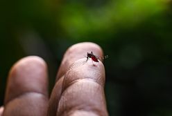 Agresywne komary 1000 km od granicy z Polską. Przenoszą groźne choroby