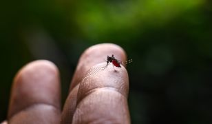 Agresywne komary 1000 km od granicy z Polską. Przenoszą groźne choroby