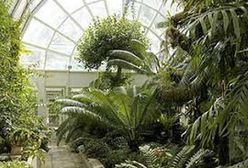 Warszawa. Ogród botaniczny oblężony. Przyroda zachłannie pożądana