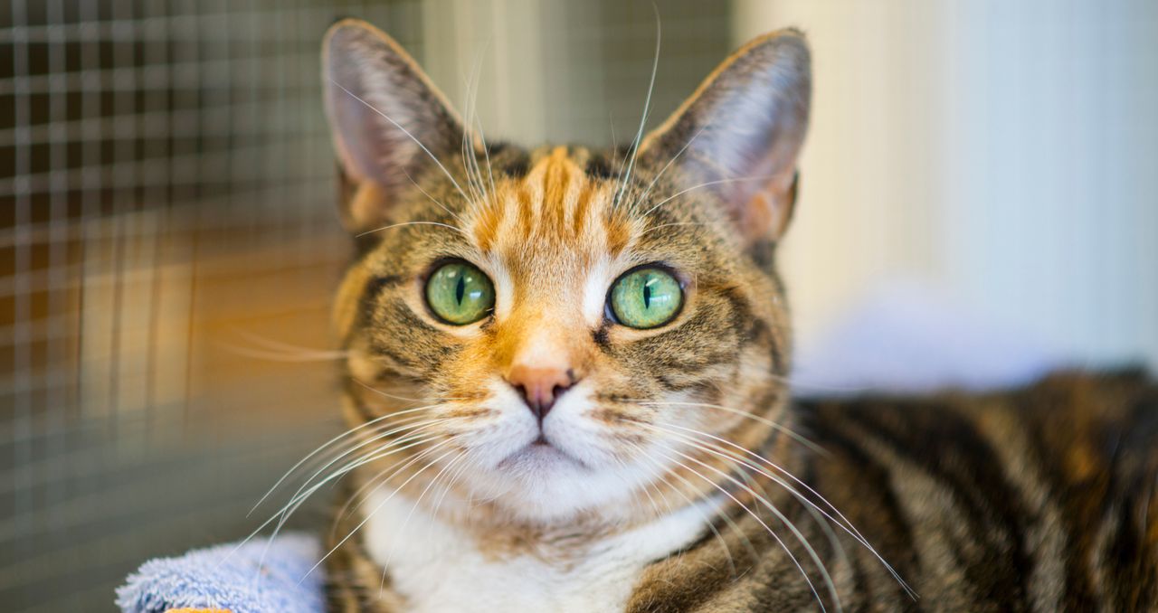 Piła: W niedzielę w schronisku Miluszków okazja do adoptowania kota