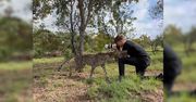 Dziki gepard przyszedł przytulić się do fotografa. Urocza scena na filmie