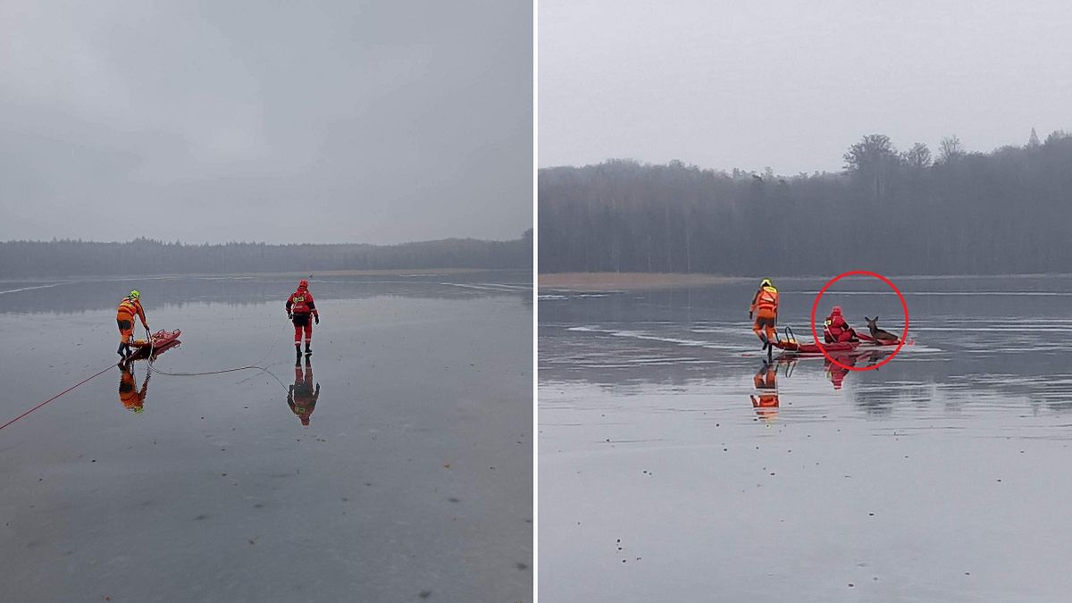 Pod jeleniem załamał się lód. Strażacy uratowali zwierzę