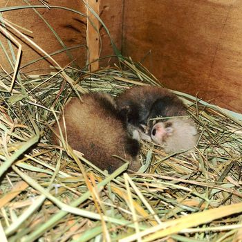 Płockie ZOO ma powód do radości. Urodziły się dwie pandy małe