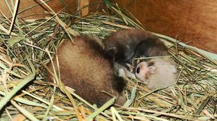 Płockie ZOO ma powód do radości. Urodziły się dwie pandy małe