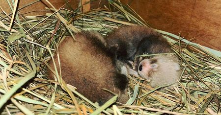 Płockie ZOO ma powód do radości. Urodziły się dwie pandy małe