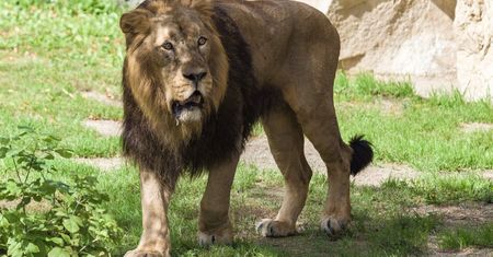 Koronawirus w zoo. Lwy kaszlą i kichają