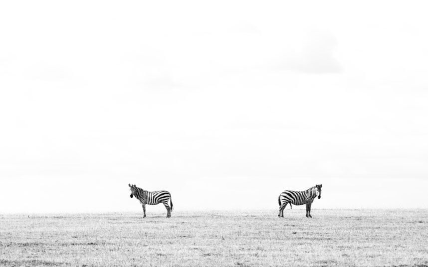 Konkurs Comedy Wildlife Photography Awards - fotografia dzikich zwierząt na wesoło 4
