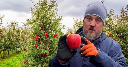 Sadownik pokazał, jak market zarabia za jabłkach. Tak rodzi się nowy trend - samozbiory