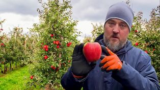 Sadownik pokazał, jak market zarabia za jabłkach. Tak rodzi się nowy trend - samozbiory