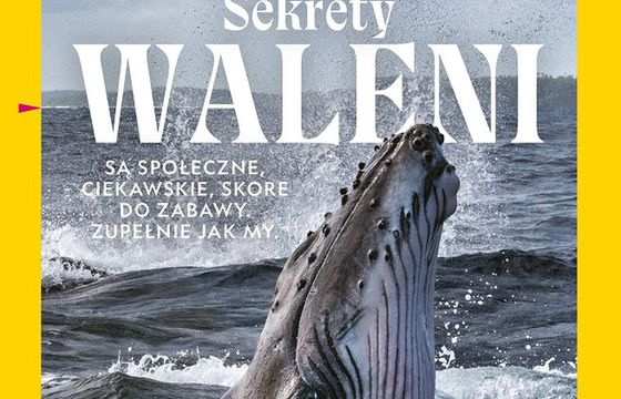 Do wydania nowego numeru National Geographic Polska nie ścięto ani jednego drzewa