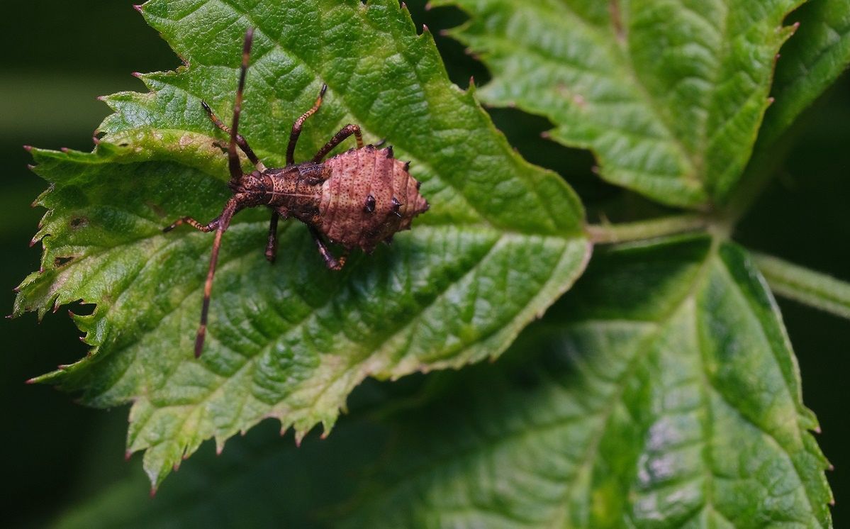 Leaf-footed bug invasion threatening home gardens' fruit and flowers