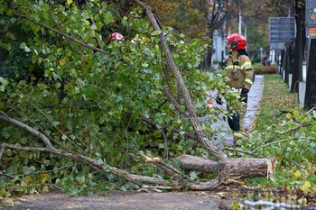 Wrocław: Wichura powaliła drzewa. Strażacy interweniują w kilkunastu miejscach. Cały czas wpływają zgłoszenia