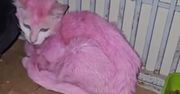Kobieta zafarbowała kota na różowo. Użyła toksycznej bejcy