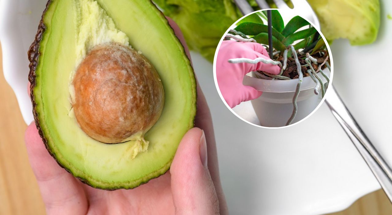 The second life of an avocado seed