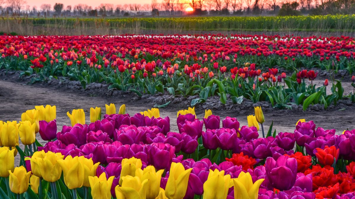 Te polskie pola tulipanów są warte uwagi 