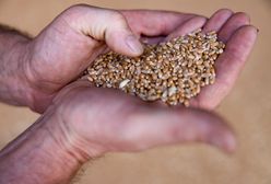 Nielegalny pestycyd w ukraińskim zbożu. Słowacja wprowadza zakaz