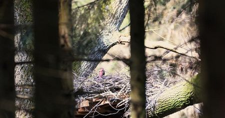 "Majestatyczne ptaki". Wielki sukces Nadleśnictwa Wichrowo