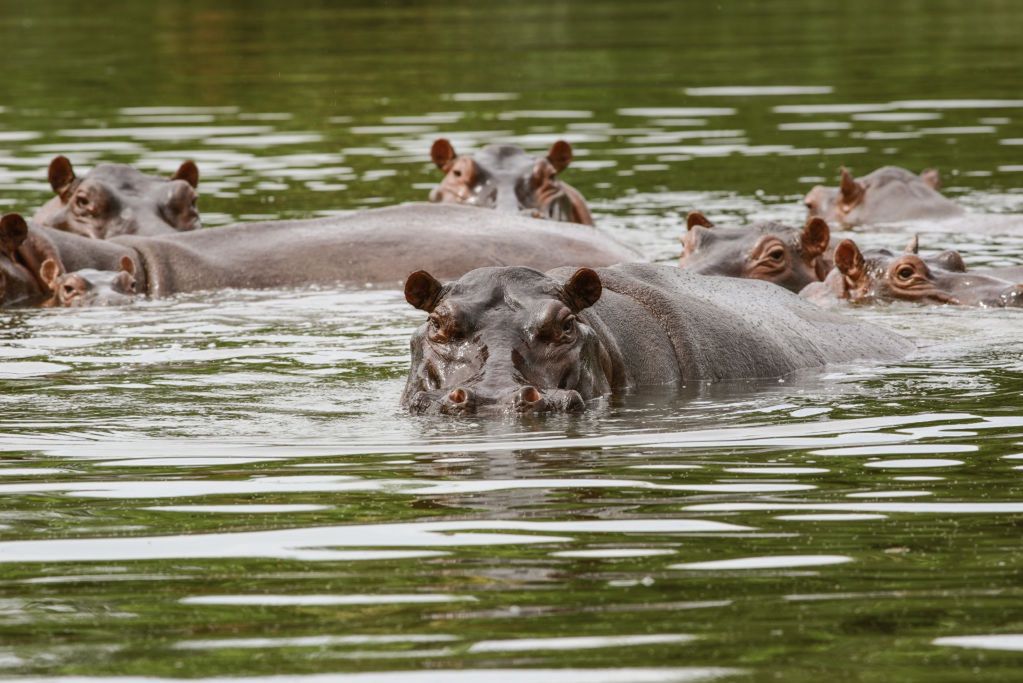 "The Escobar's hippos" multiplied very quickly