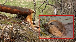 Radocyna: Bobry urządziły sobie stołówkę nad potokiem Bielanka. "Rzeźbią" w drzewach