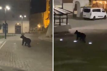 Niedźwiedź na rynku w Przemyślu. Apel prezydenta miasta do mieszkańców