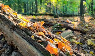 Równonoc jesienna. Kiedy wypada pierwszy dzień jesieni 2022?