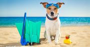 Czy pies może pływać w słonej wodzie? Co musisz wiedzieć przed plażowaniem z pupilem