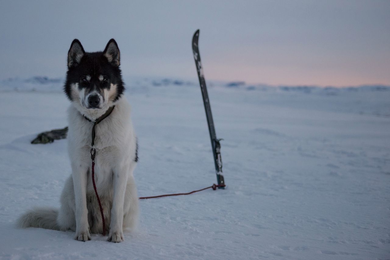 Przygody Henrika i Akiaka będziecie mogli niedługo obserwować na specjalnym blogu - http://www.akiakthehusky.com/. Już teraz możecie to robić na Instagramie Norwega (@vikse) oraz projektu (@akiakthehusky).