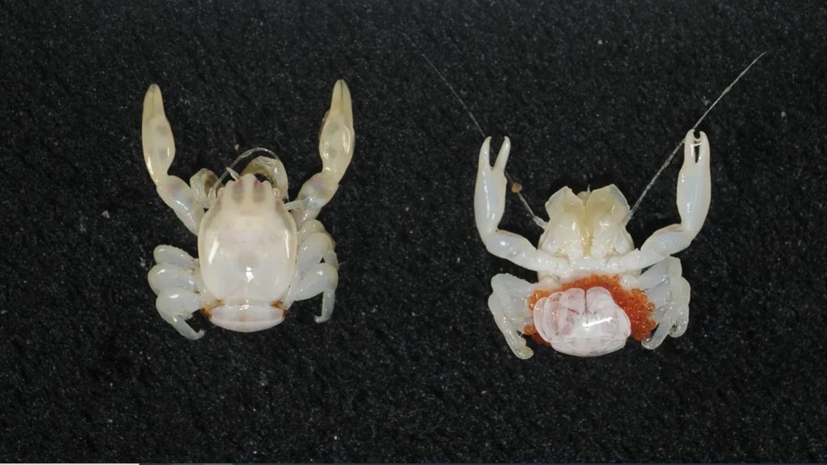 Nowe gatunki krabów