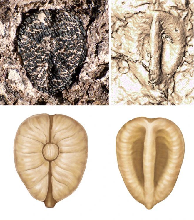 Grapes appeared in the fossil record 66 million years ago.