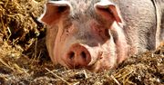 W hodowli trzody chlewnej w Wielkopolsce wykryto ognisko ASF. Do wybicia 3 tys. świń