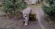 Pantery śnieżne przyszły na świat w Śląskim Ogrodzie Zoologicznym. Są pod troskliwą opieką mamy