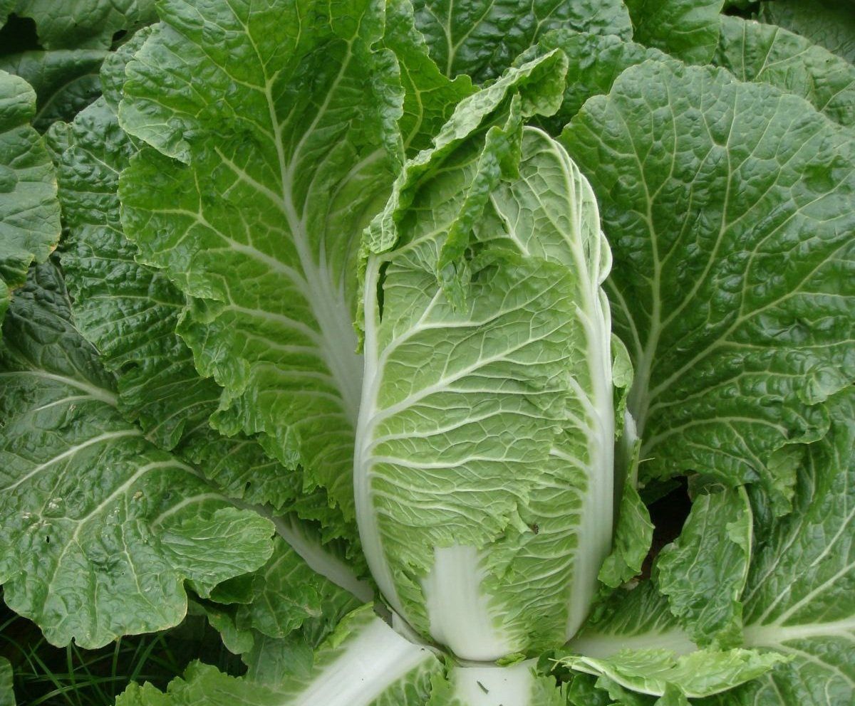 Dzisiejsze ceny kapusty pekińskiej osiągają do 4 zł/kg i do 6 zł/szt.