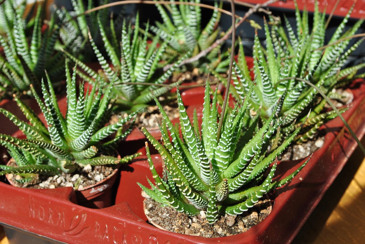 Aloes nawilża i oczyszcza powietrze
