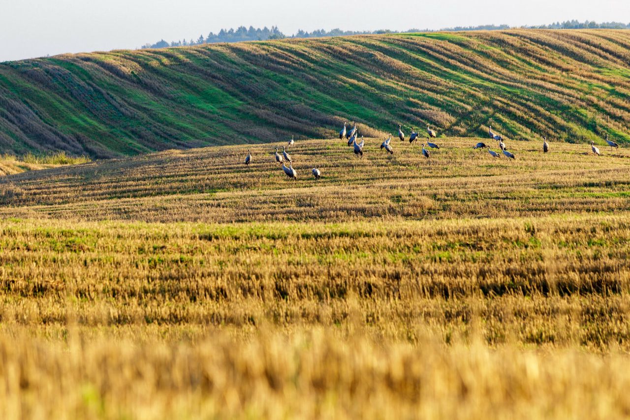 Stracił całą plantację kukurydzy. Wszystkiemu winne żurawie