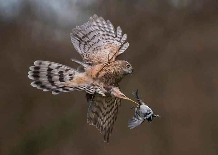 10 lat konkursu British Wildlife Photography Awads. Oto najlepsze zdjęcia 5