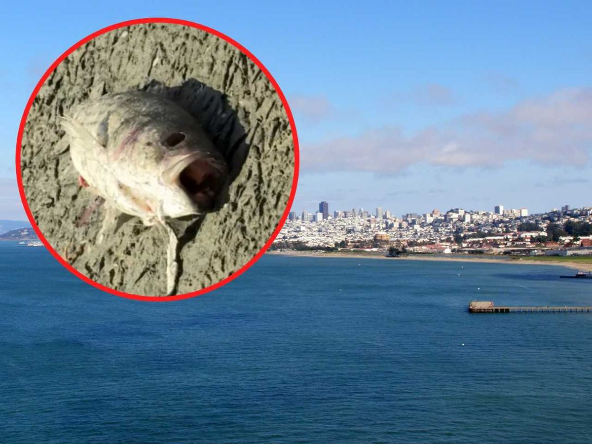 Na brzeg zatoki San Francisco woda wyrzuca martwe ryby