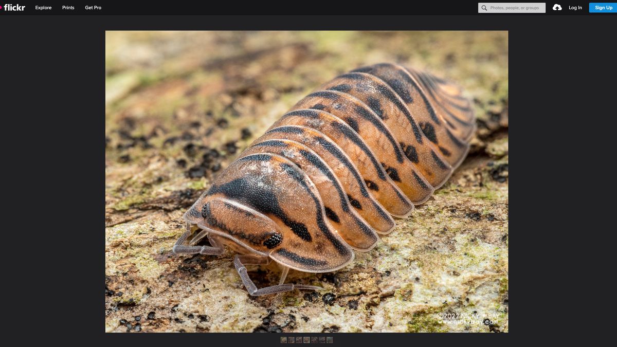 Nicky opublikował zdjęcie nowego gatunku na Flickrze w 2023 r. Sama fotografia pochodzi jednak z 2022 r. 