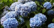 Obsyp w tym miejscu, a znowu zakwitną. Hortensje wręcz jej łakną