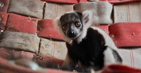 Śląskie ZOO powitało nowego mieszkańca. Pokazali jego zdjęcia