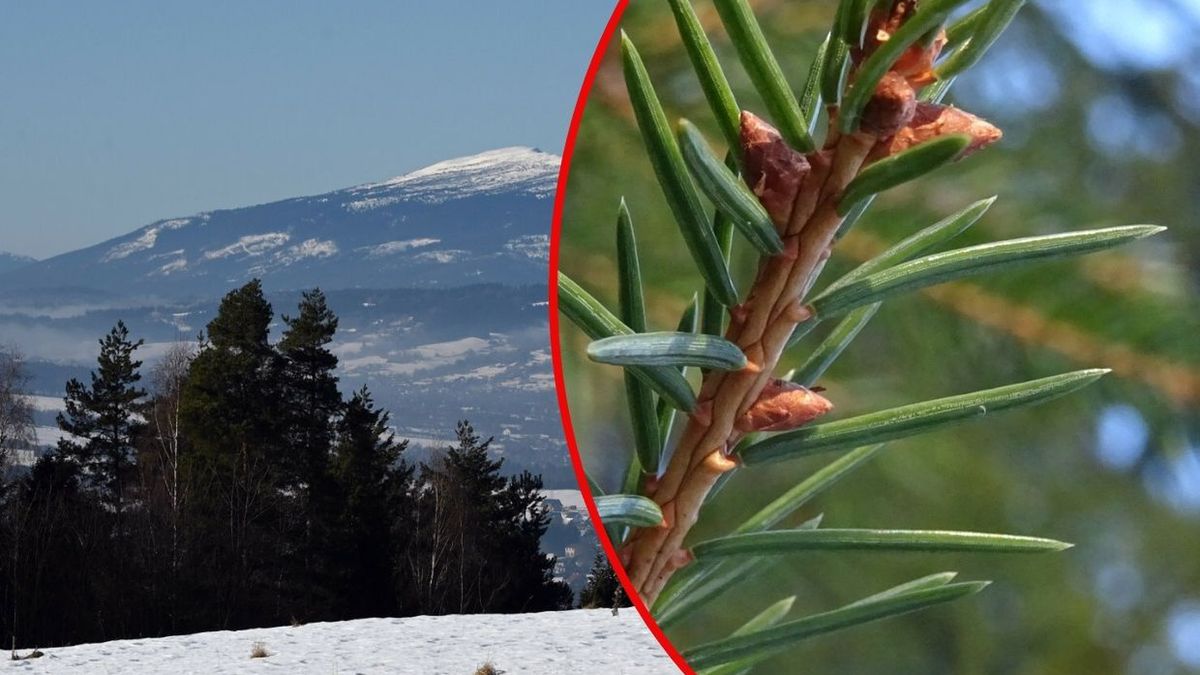 "Magazyny życia". Leśnicy o pączkach na Babiej Górze