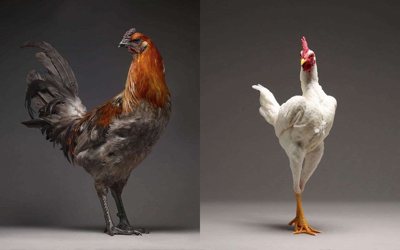 Z czasem połączył siły z fotografem Moreno Montim, by robić zdjęcia niezwykłych kurczaków. Obaj panowie nie spodziewali się, że drób może być tak fascynujący. W ten sposób został powołany projekt ”Chic!ken”, czyli w wolnym tłumaczeniu ”dostojne kurczaki”.