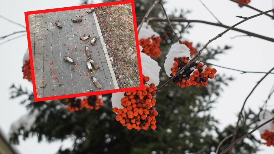 Zdjęcie robi furorę w sieci. Te ptaki nie są martwe, są pijane