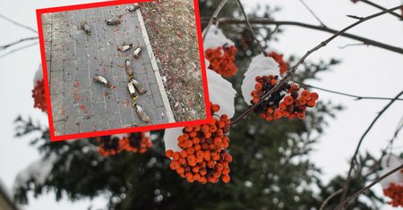 Jemiołuszki "dały w szyję"? Zdjęcie robi furorę w sieci. Prawda może być inna