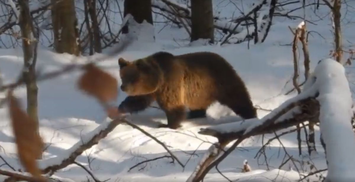 Niedźwiedzica Aga wciąż nie śpi. Leśnicy boją się o jej dzieci