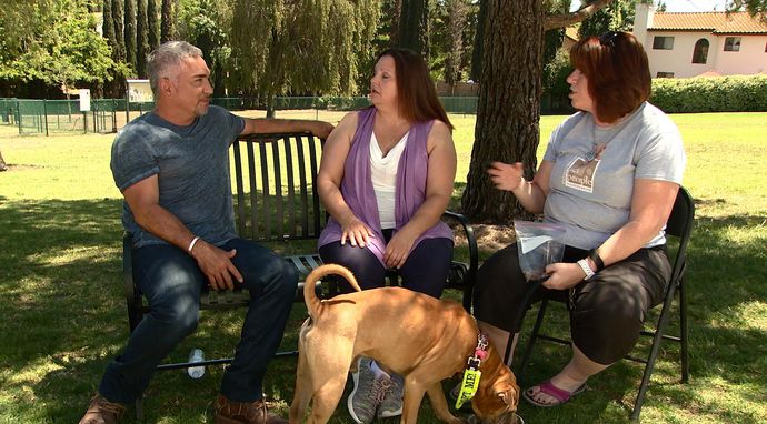 Cesar Millan na ratunek